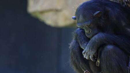 La Chimpancé llamada Natalia. Foto: Reuters