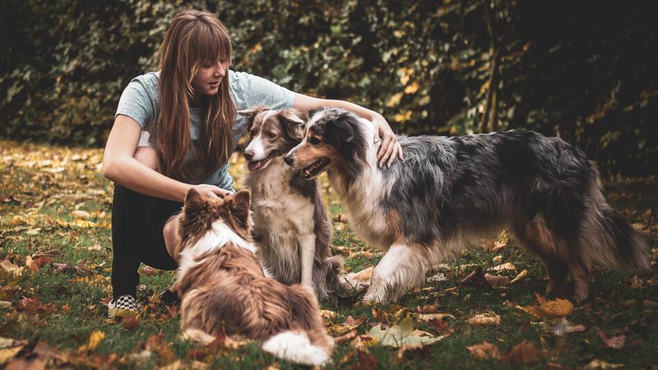 Crean una droga para alargar la vida de los perros. Foto: Unsplash