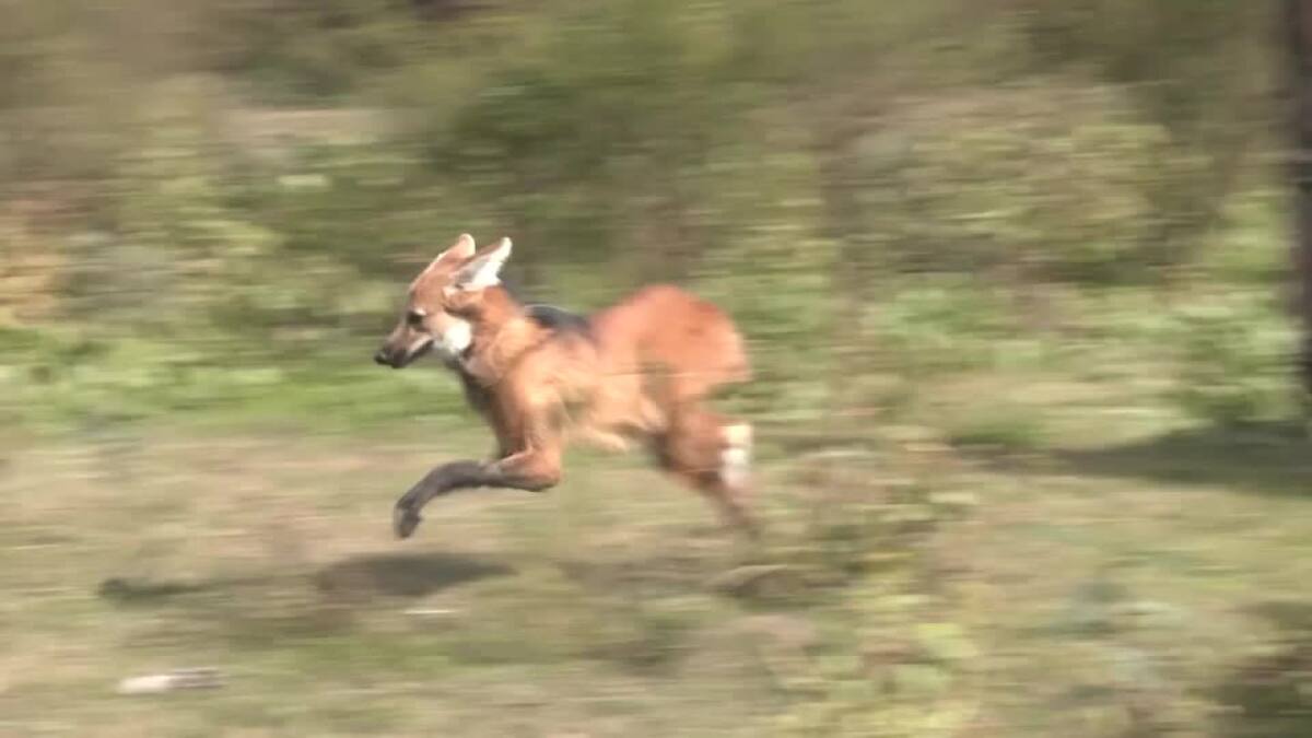 Lobo de crin roja. Foto: Reuters.