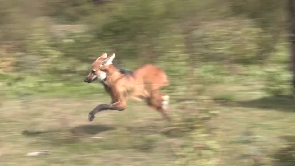 Lobo de crin roja. Foto: Reuters.