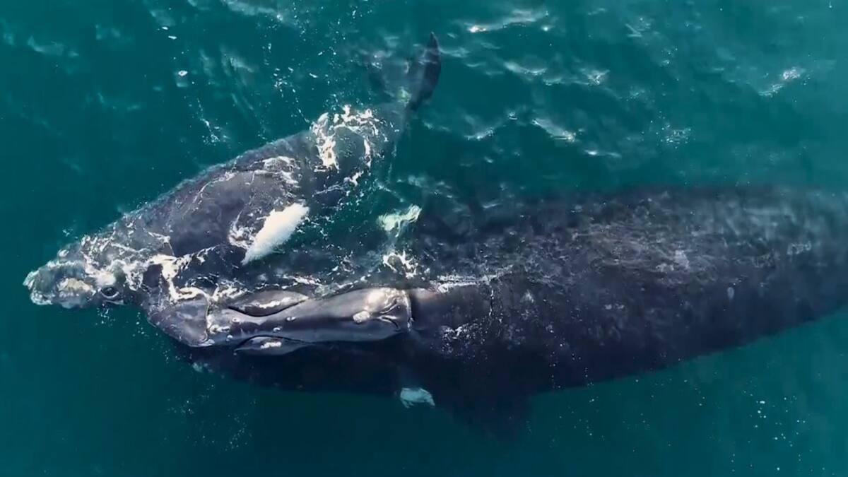 Más de 55 ballenas fueron encontradas muertas en las costas de una isla escocesa. Foto: Reuters.