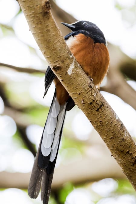 Pitohui encapuchado. Foto: Freepik.