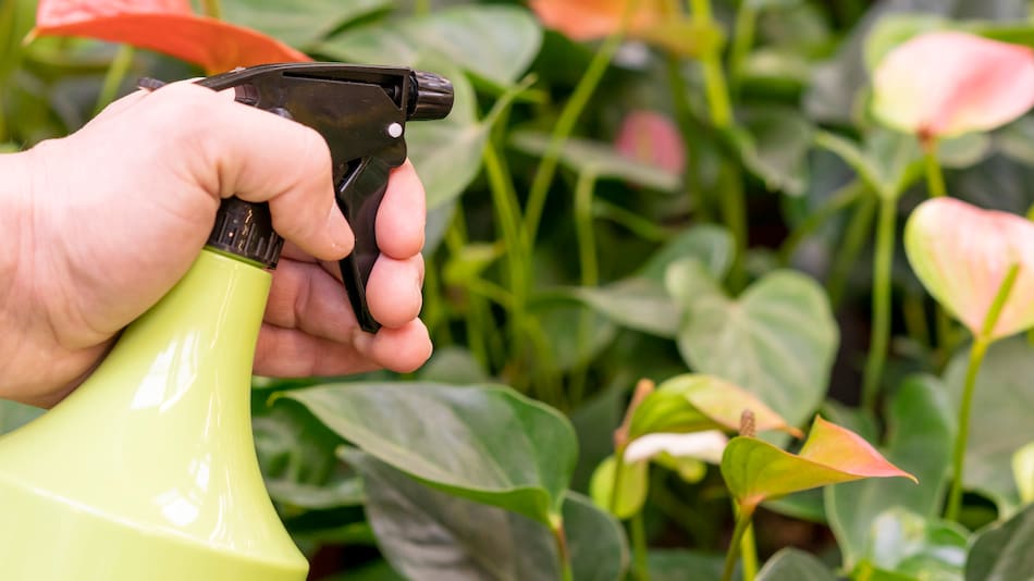 Como cuidar un rosal