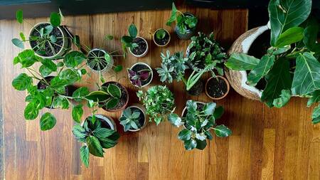 El Feng shui recomienda evitar estas plantas dentro de la casa porque afectan las energías positivas. Foto: Unsplash.