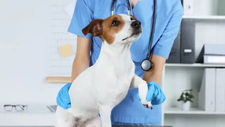 Las sustancias que pueden poner en peligro a tus mascotas. Foto: Unsplash.