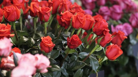 El otro lado de San Valentín: Guatemala exportará ocho millones de rosas por los festejos del Día de los Enamorados