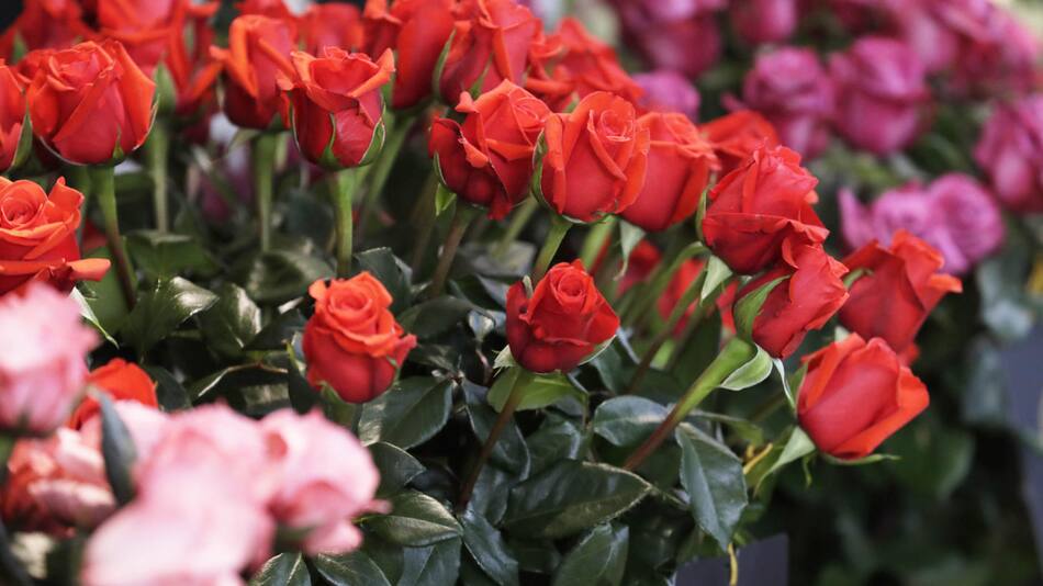 Rosas. Foto: EFE.