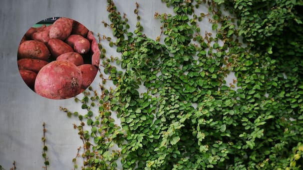Cultivar una enredadera usando solo una batata: el truco fácil de jardinería para decorar las paredes de casa