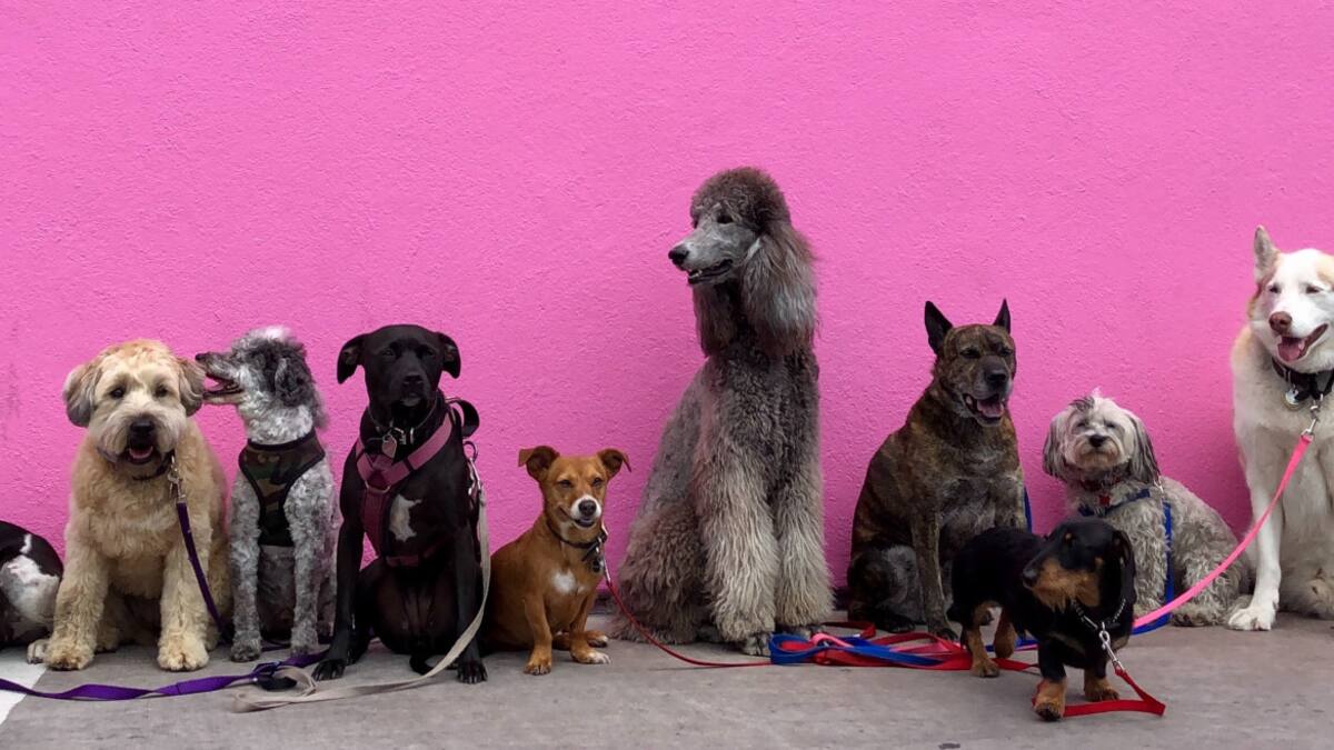 Perros. Foto: Unsplash.