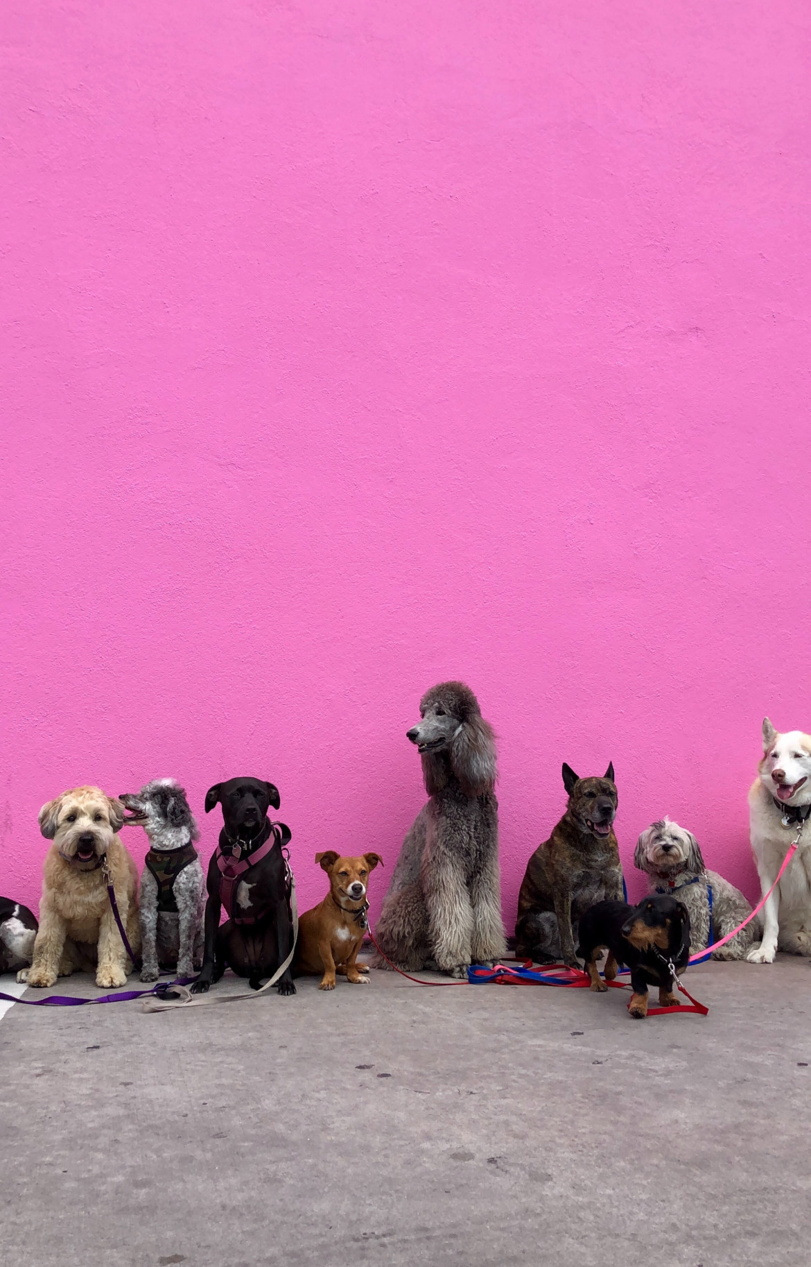 Perros. Foto: Unsplash.