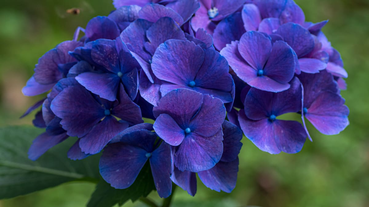 Cómo cuidar una hortensia: cuánto regarla y dónde colocarla para que sus flores mantengan el color.