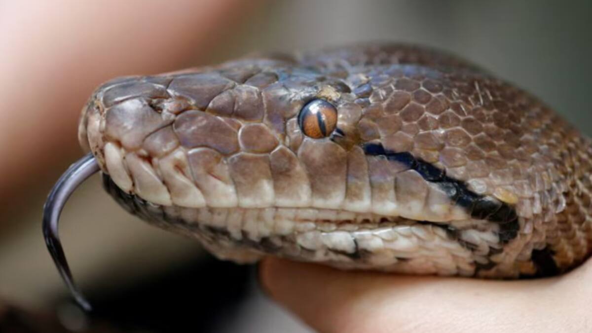 Serpiente Pitón