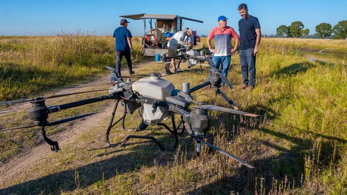 El Gobierno de Junín implementó el uso de drones para combatir el barigüí.