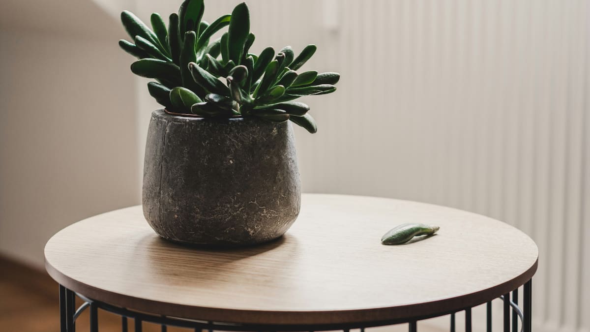Plantas de interior. Fuente: Unsplash.