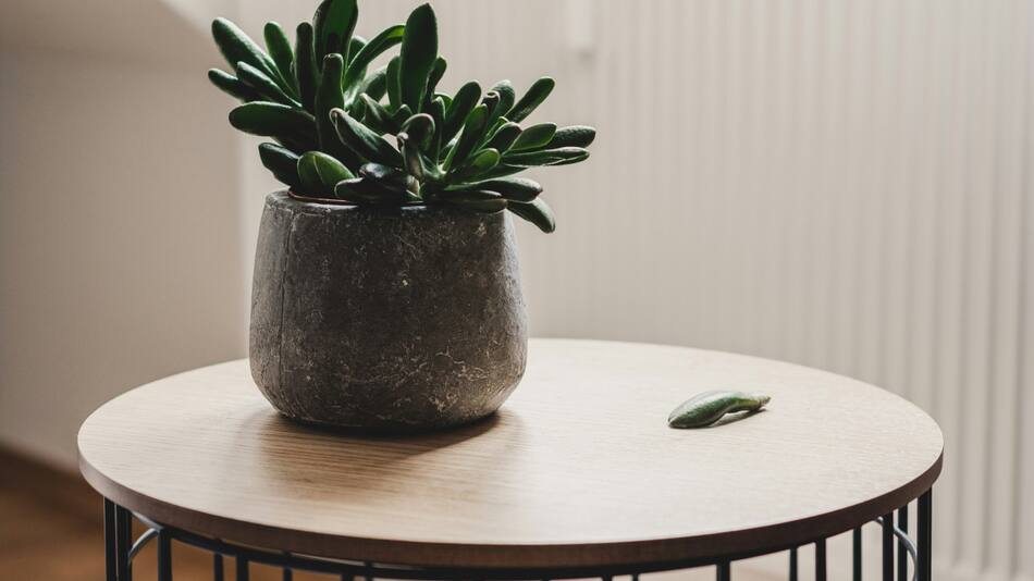 Plantas de interior. Fuente: Unsplash.