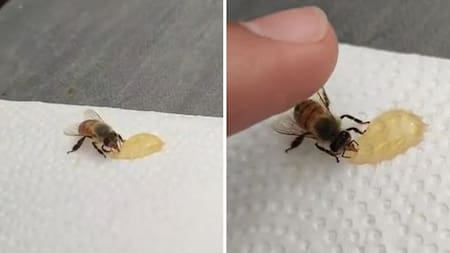 Un usuario le ofreció miel a una abeja y terminaron siendo "amigos". Foto: captura de pantalla.