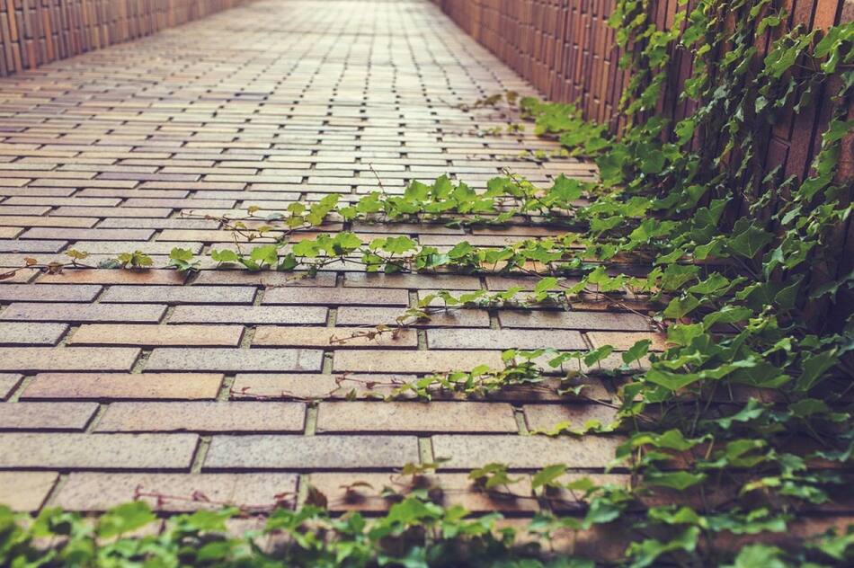 Enredaderas. Foto: Pixabay.