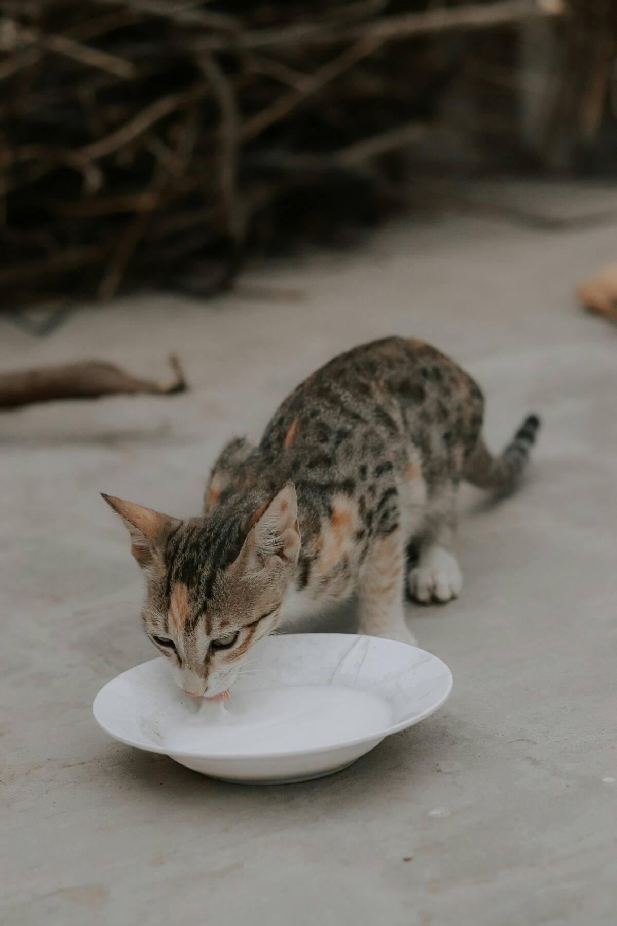 Gato. Fuente: Unsplash.