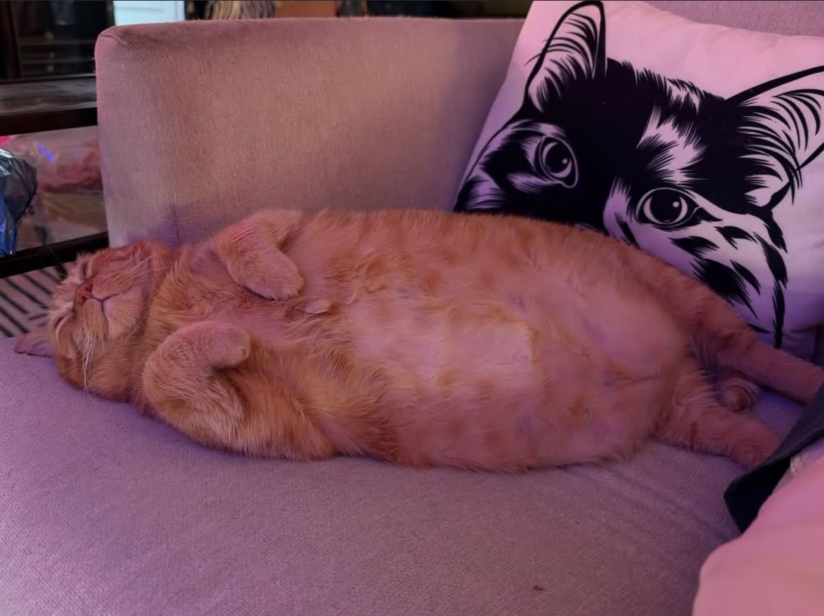 Adoptó a una gata de más de 11 kilos que apenas podía caminar y su transformación se volvió viral.