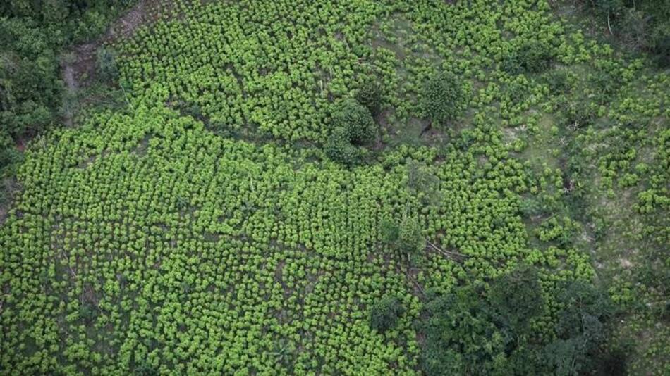 Cultivos de coca en Colombia. Foto: REUTERS.