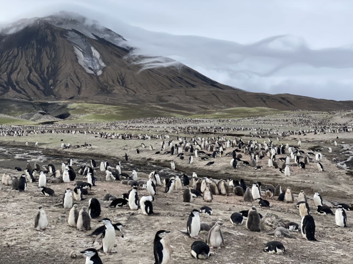 Pingüinos barbijo; colonia; Antártida; población; disminución.