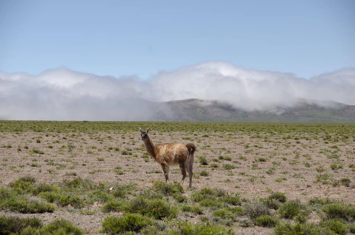 Ubicado en pleno corazón de los Valles Calchaquíes, este parque nacional sorprende con paisajes áridos, antiguos senderos prehispánicos y vistas panorámicas.