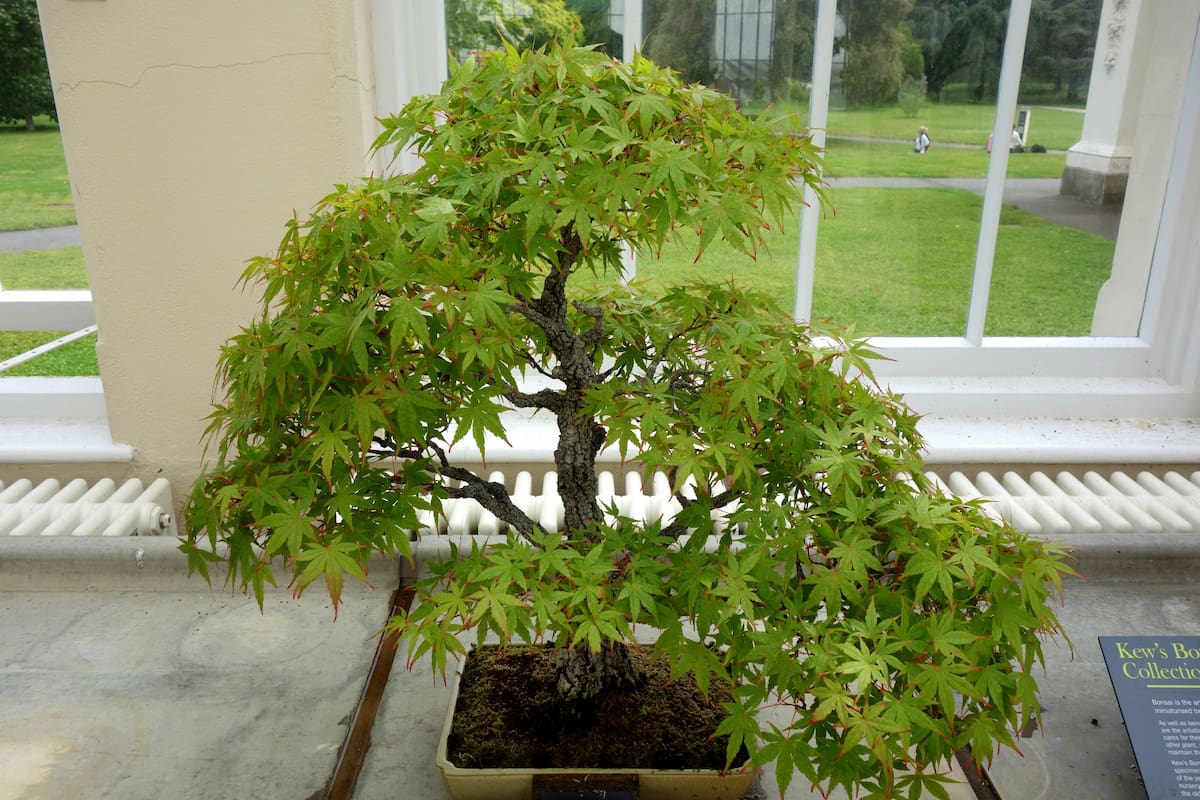 Un arce japonés (Acer palmatum) en maceta.