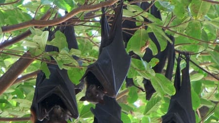Murciélagos. Fuente: Unsplash.