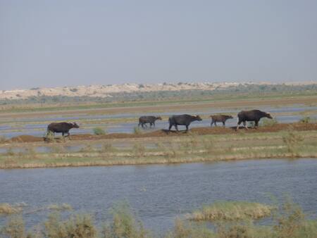 Mar en el desierto de Irak. Foto: X @Iraqesque