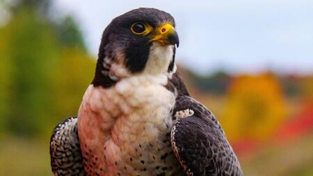 Halcón peregrino, el ave más rápida del planeta Tierra.