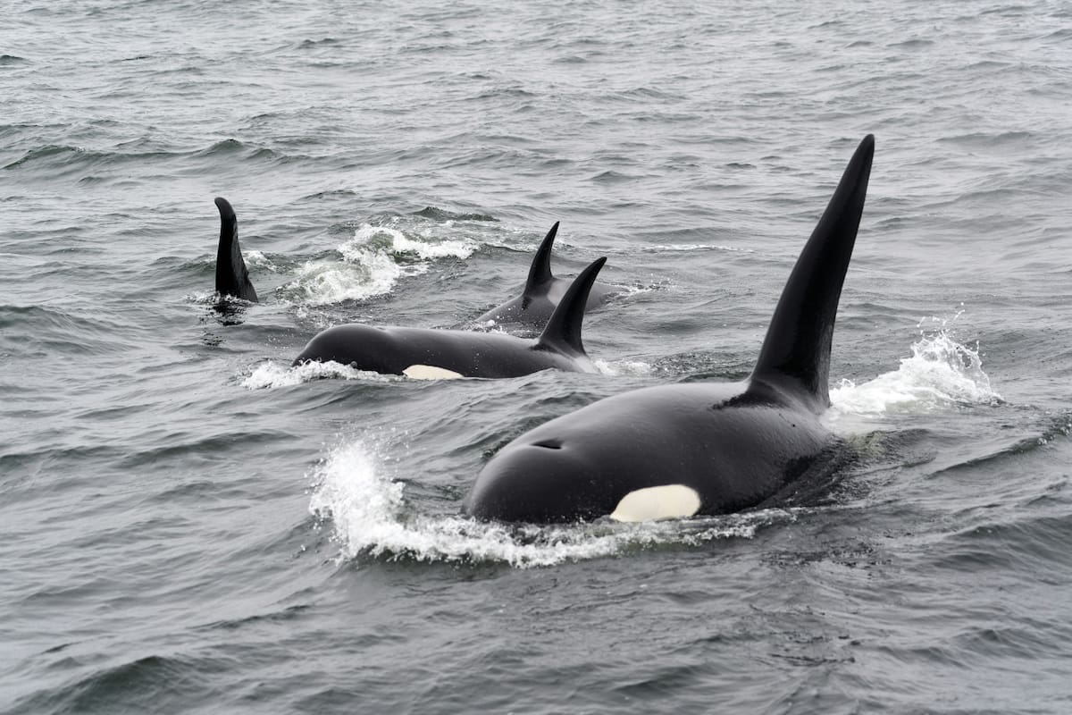 Orcas. Fuente: Unsplash