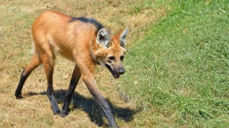 Aguará guazú en una casa. Foto: NA.