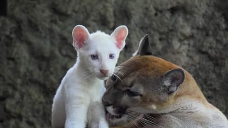 Puma albino en peligro de extinción. Foto: Twiter/@visitnicaragua