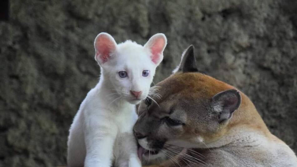Puma albino en peligro de extinción. Foto: Twiter/@visitnicaragua