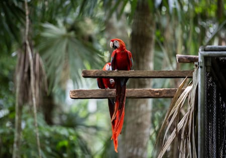 Guacamaya roja. Foto: EFE.