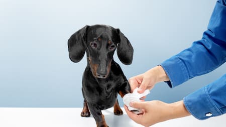 No pasarlas por alto: cuáles son las señales de que tu perro está teniendo dolores articulares, según un veterinario