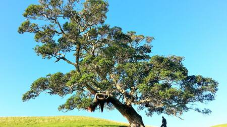 Árbol. Foto: Unsplash