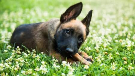 Perro pastor belga. Fuente: Unsplash