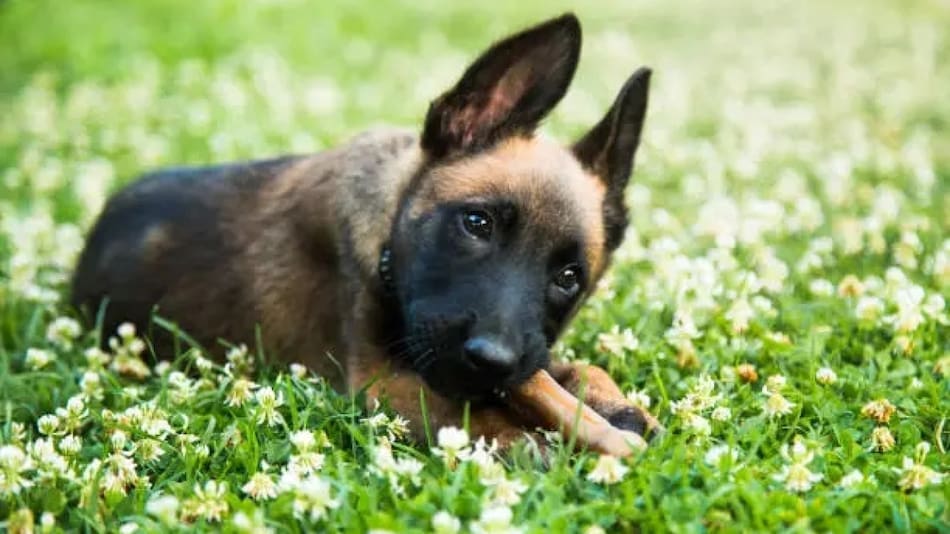 Perro pastor belga. Fuente: Unsplash