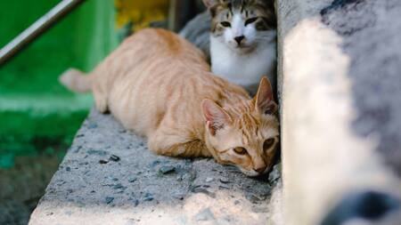 Más allá de la relación que establecen con sus dueños, los gatos forjan un fuerte vínculo con su territorio. Foto: Unsplash.