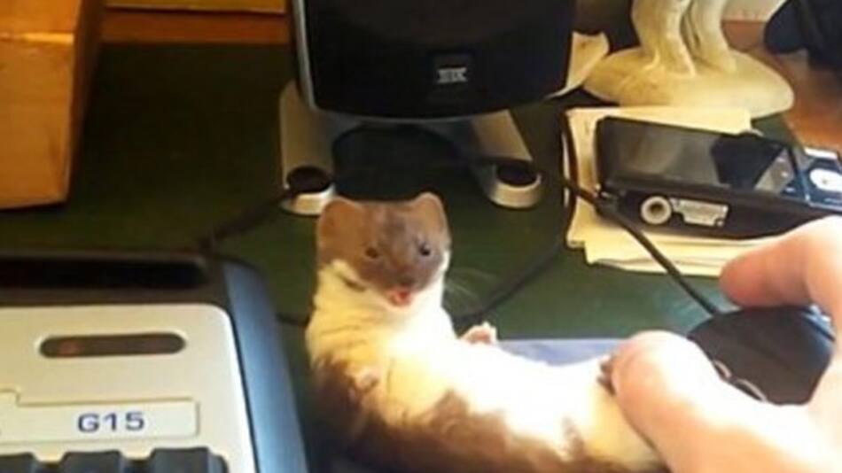 Comadreja vs. el mouse