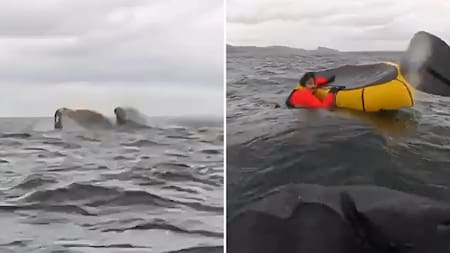 Susto en el Estrecho de Magallanes: hacía packrafting y fue tragado por una ballena que luego lo expulsó. Foto captura.