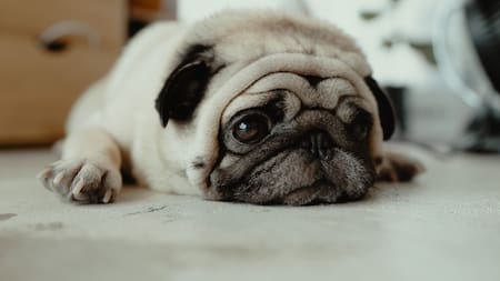 Perros. Foto: Unsplash