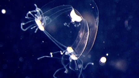 Encuentran una medusa con 28 ojos que podría revelar los secretos sobre la evolución ocular
