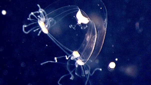 Encuentran una medusa con 28 ojos que podría revelar los secretos sobre la evolución ocular