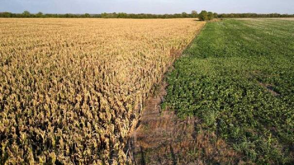 El Gobierno informó a exportadoras que no habrá nuevo "dólar soja" tras la devaluación del tipo de cambio oficial