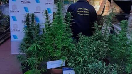 Vicente López, robó una bicicleta y cuando allanaron su casa tenía 14 plantas de marihuana, NA