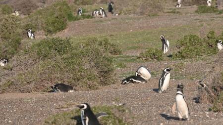 Los pobladores rurales de la zona tomaron las primeras imágenes de los pingüinos. Foto: Télam.