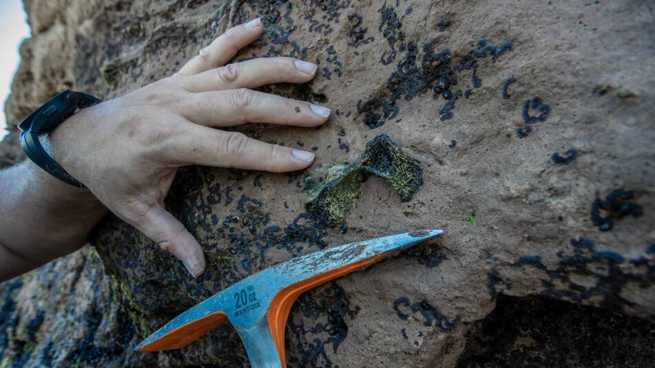Un joven encontró restos fósiles pertenecientes a un Toxodon. Foto: Télam