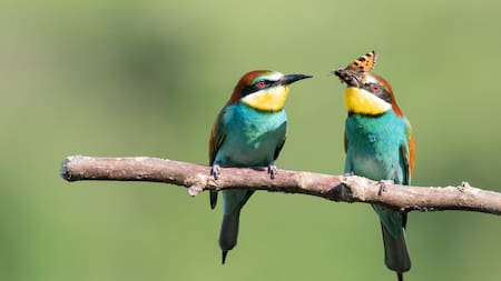 Aves urbanas: cinco pájaros que habitan y embellecen Buenos Aires, pero que resultan difíciles de reconocer
